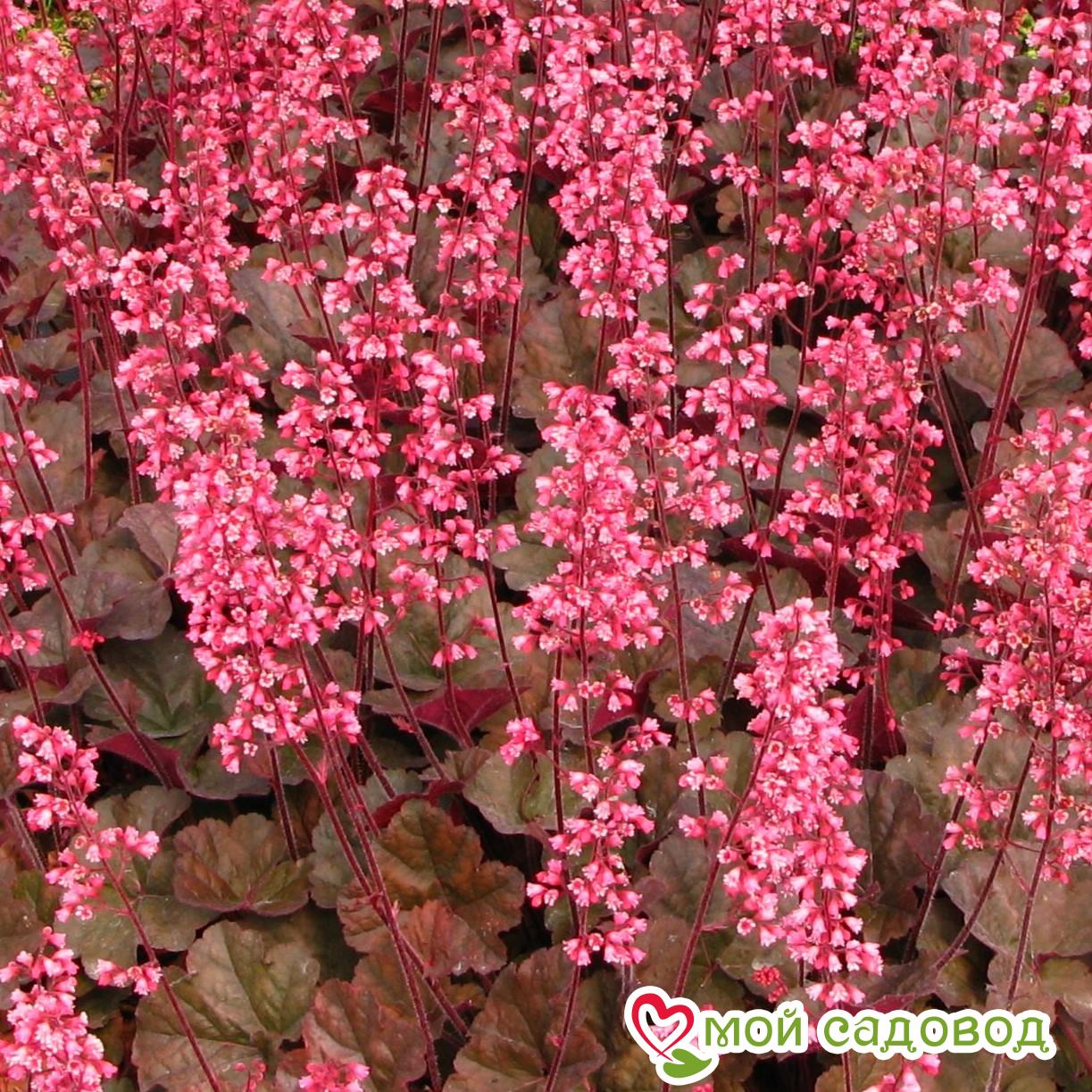 Гейхера Касис