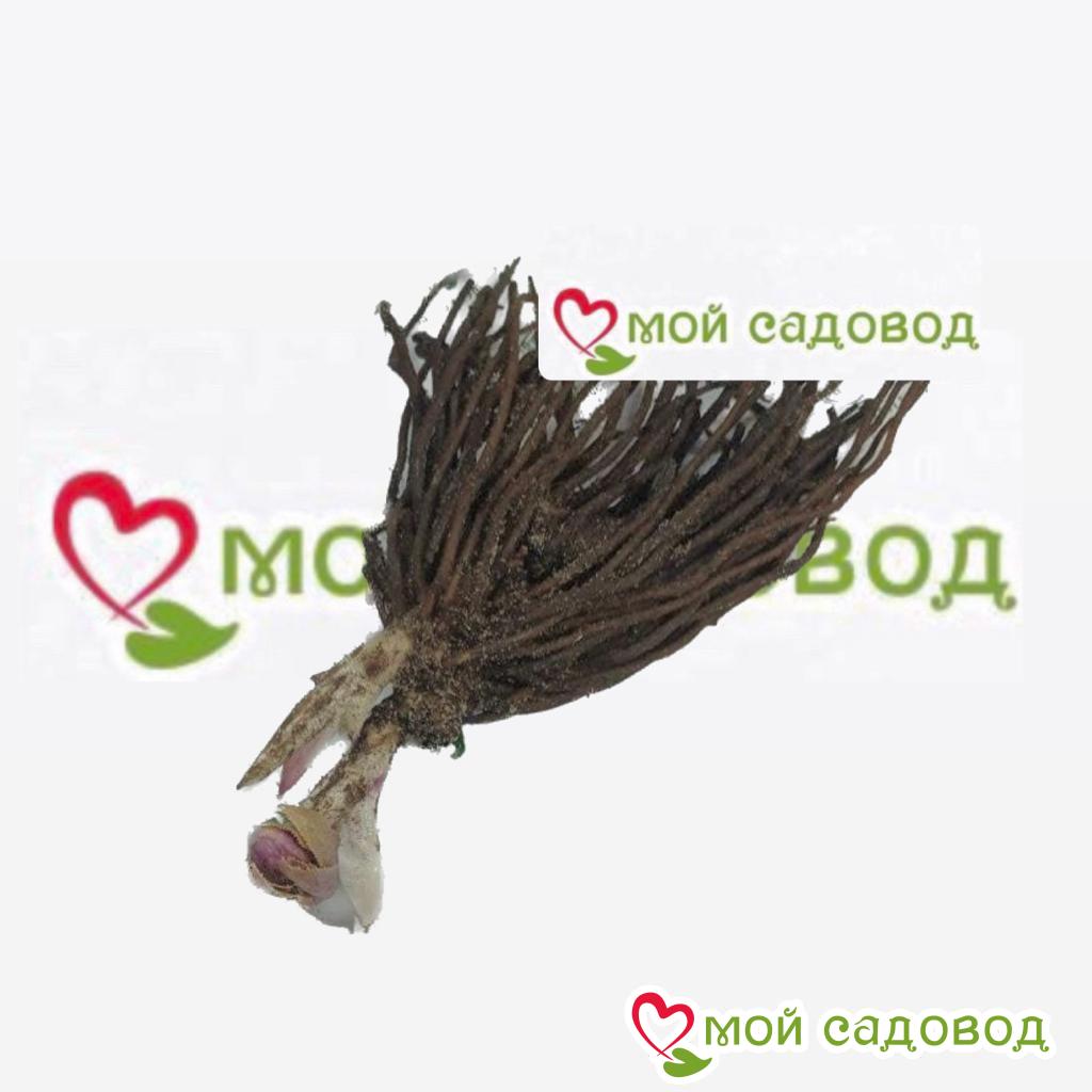 Хоста Эмералд Тиара